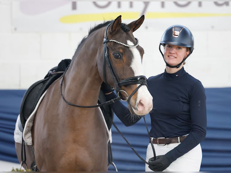 German Riding Pony Gelding 10 years 14,2 hh Brown in Marsberg