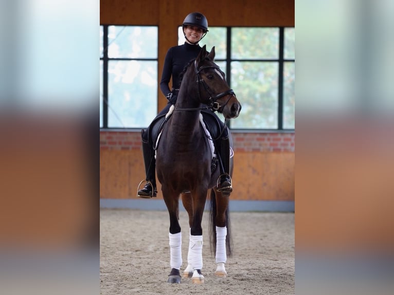 German Riding Pony Gelding 10 years 14,2 hh Brown in Horstmar