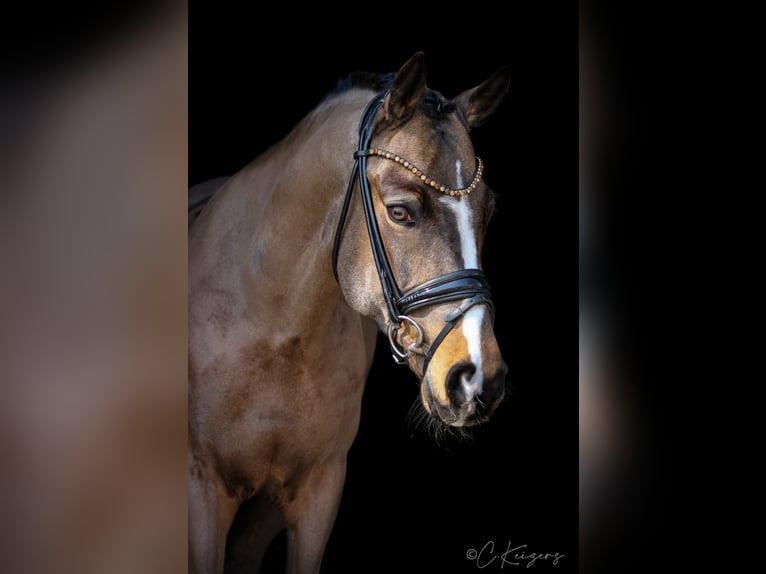 German Riding Pony Gelding 10 years 14,2 hh Buckskin in Recke, bei Osnabrück