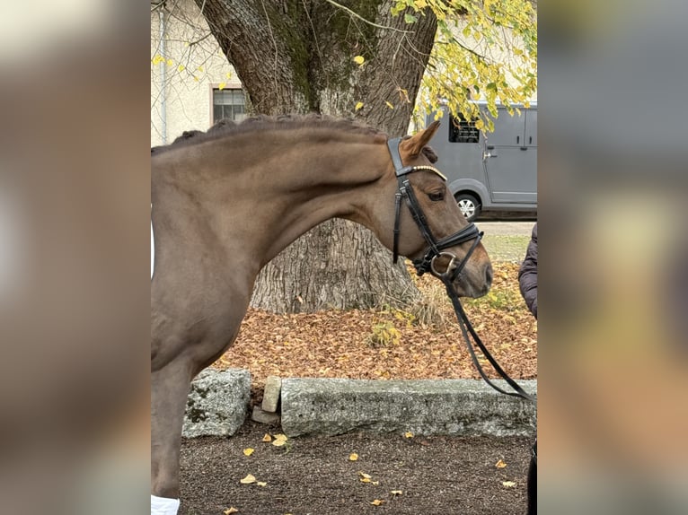German Riding Pony Gelding 10 years 14,2 hh Chestnut in Herrenberg