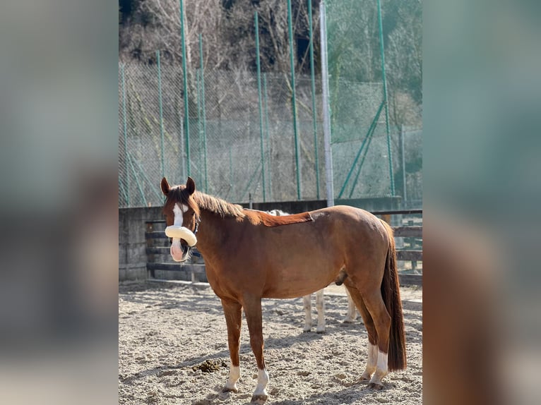 German Riding Pony Gelding 10 years 14,2 hh Chestnut-Red in Dachau