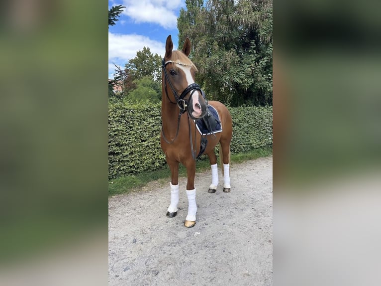 German Riding Pony Gelding 10 years 14,2 hh Chestnut-Red in Fuldabr&#xFC;ck