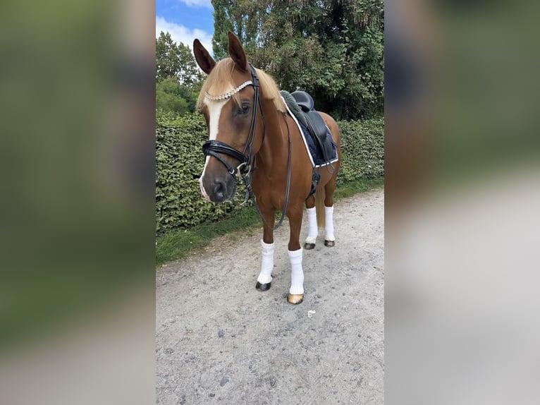 German Riding Pony Gelding 10 years 14,2 hh Chestnut-Red in Fuldabr&#xFC;ck