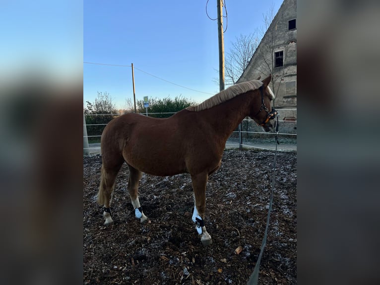 German Riding Pony Gelding 10 years 14,2 hh Chestnut-Red in Brahmenau