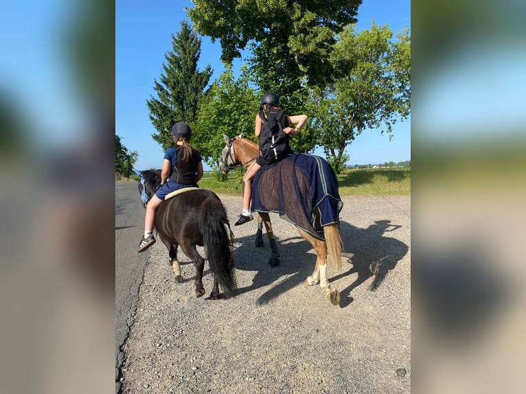 German Riding Pony Gelding 10 years 14,2 hh Chestnut-Red in Brahmenau