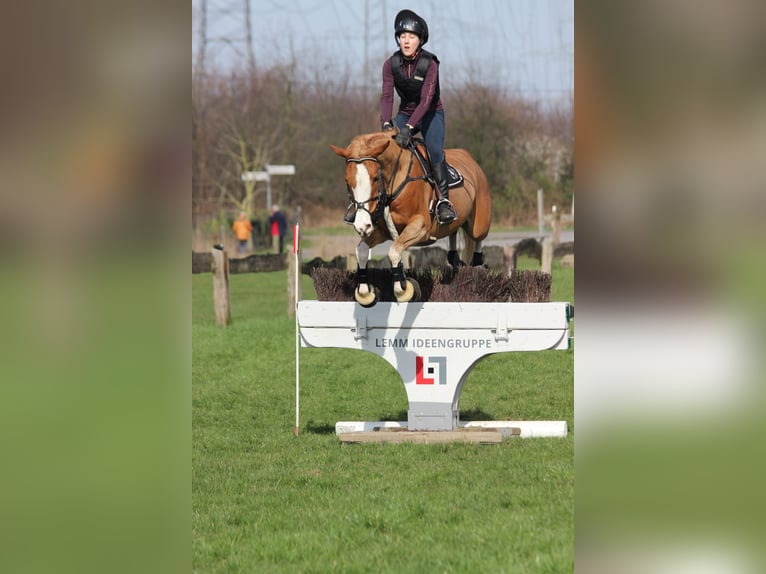 German Riding Pony Gelding 10 years 14,2 hh Chestnut-Red in Nettetal
