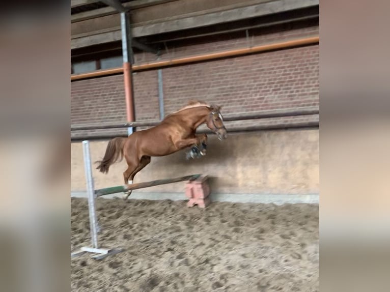 German Riding Pony Gelding 10 years 14,2 hh Chestnut-Red in Pulheim