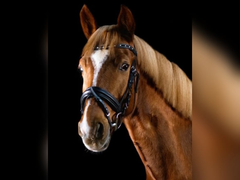 German Riding Pony Gelding 10 years 14,2 hh Chestnut-Red in Pulheim