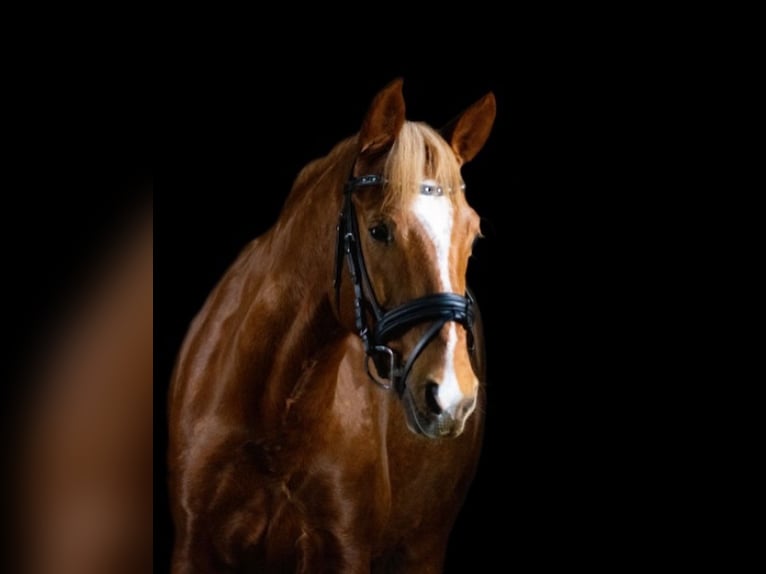 German Riding Pony Gelding 10 years 14,2 hh Chestnut-Red in Pulheim