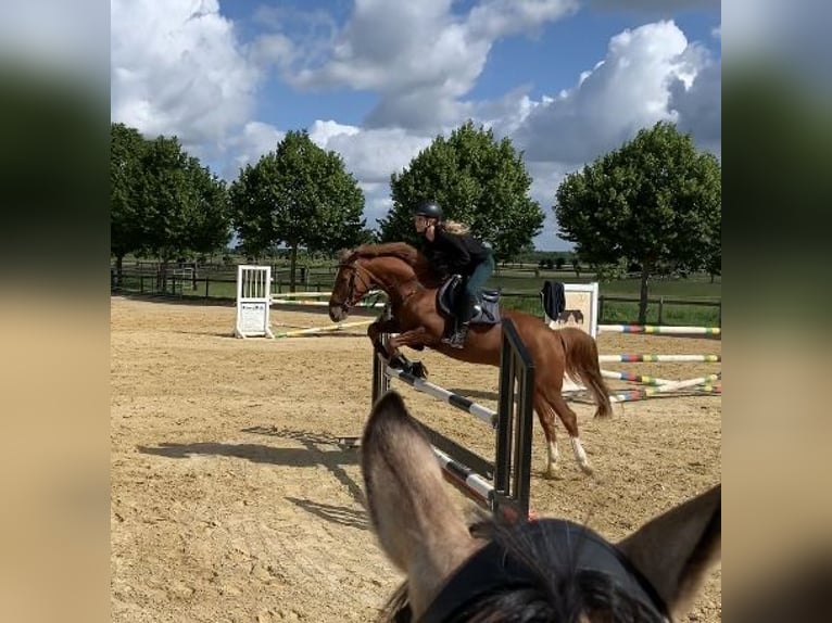 German Riding Pony Gelding 10 years 14,2 hh Chestnut-Red in Pulheim