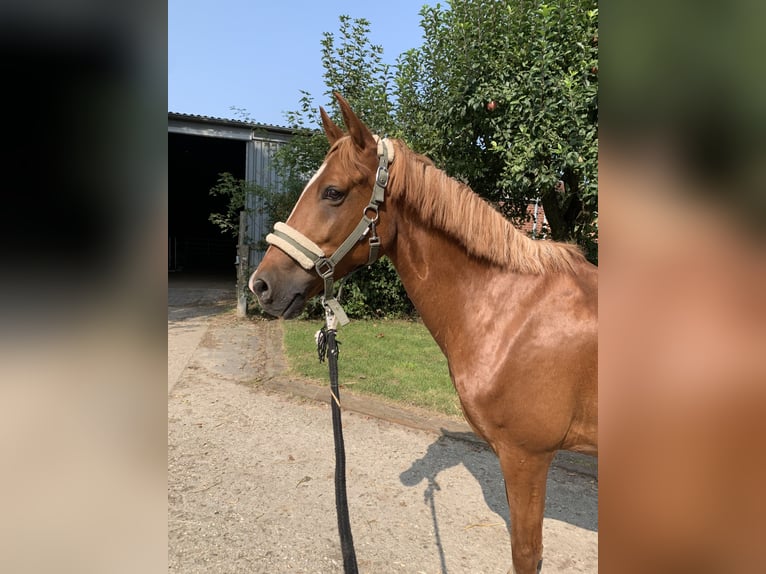 German Riding Pony Gelding 10 years 14,2 hh Chestnut-Red in Pulheim