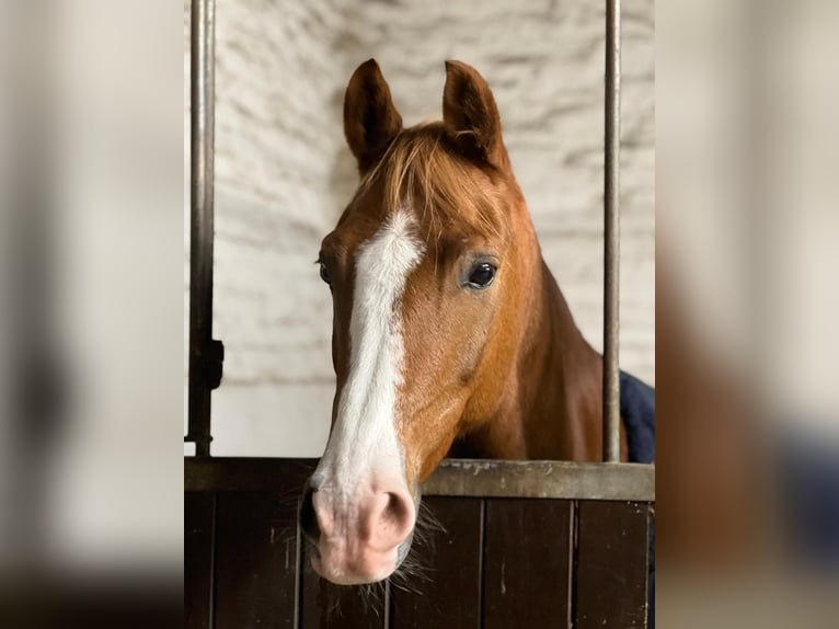 German Riding Pony Gelding 10 years 14,2 hh Dun in Köln