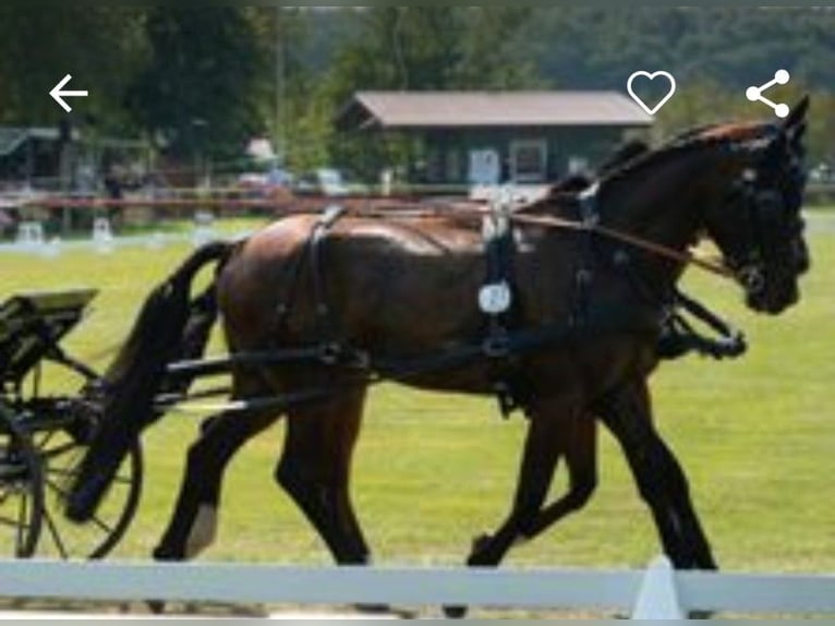 German Riding Pony Gelding 10 years 15.1 hh Brown Falb mold in Mettlach