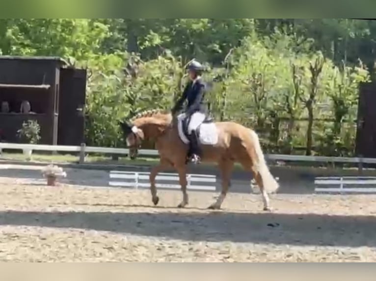 German Riding Pony Gelding 10 years 15.1 hh Palomino in Balve