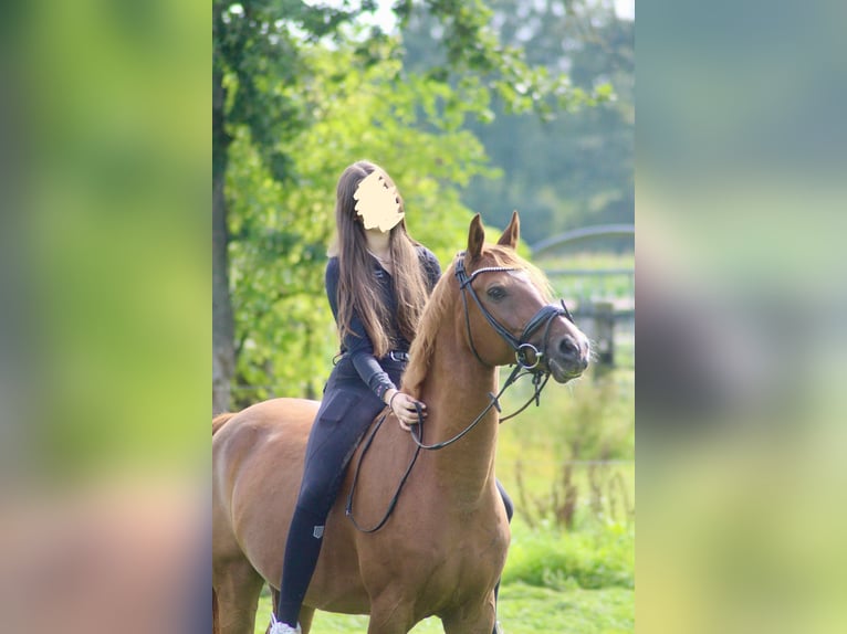 German Riding Pony Gelding 10 years 15,2 hh Chestnut in Schwalmtal