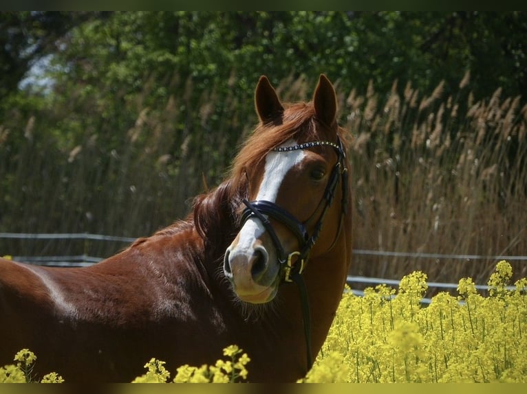 German Riding Pony Gelding 10 years 15.2 hh Chestnut-Red in Egelsbach