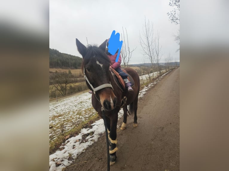 German Riding Pony Mix Gelding 10 years 15 hh Brown in Engen