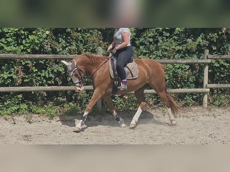 German Riding Pony Gelding 10 years 15 hh Chestnut-Red in Wachtendonk