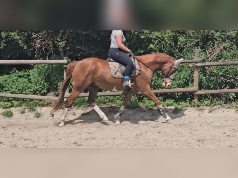 German Riding Pony Gelding 10 years 15 hh Chestnut-Red in Wachtendonk