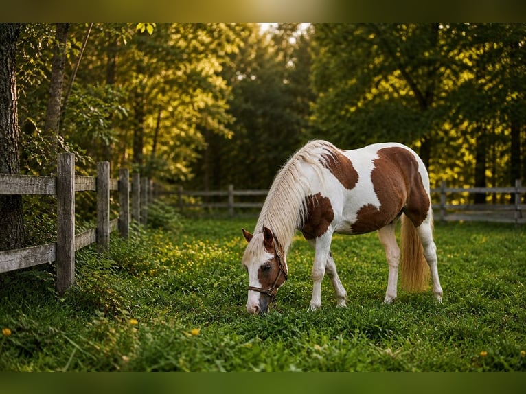 German Riding Pony Gelding 10 years 15 hh  in Mühlhausen