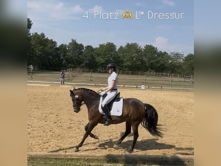 German Riding Pony Gelding 10 years Brown in Baldham