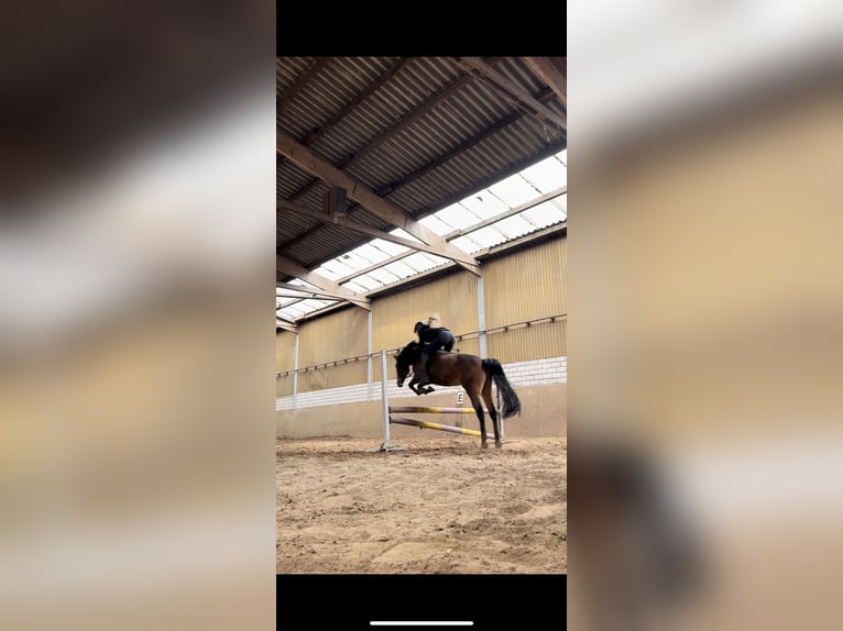 German Riding Pony Gelding 10 years Brown in Barnstorf