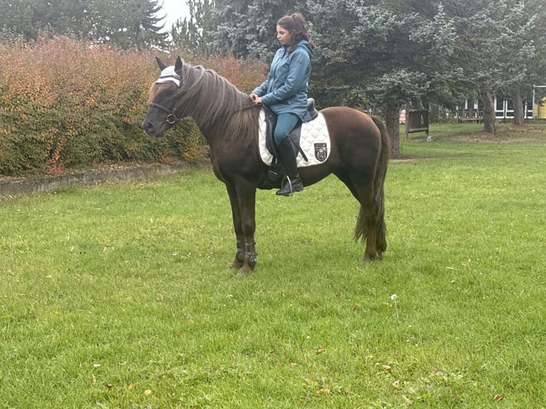German Riding Pony Mix Gelding 10 years Chestnut in Freyburg