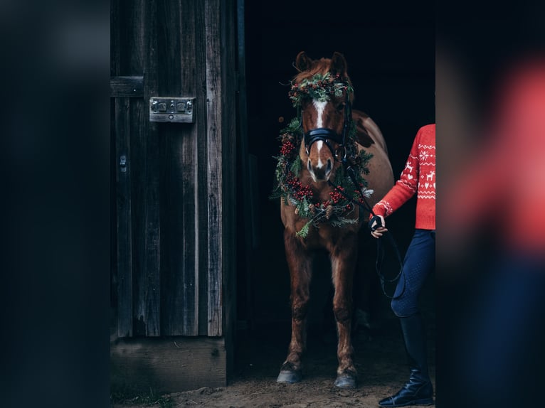 German Riding Pony Gelding 10 years Chestnut-Red in Hamburg Winterhude
