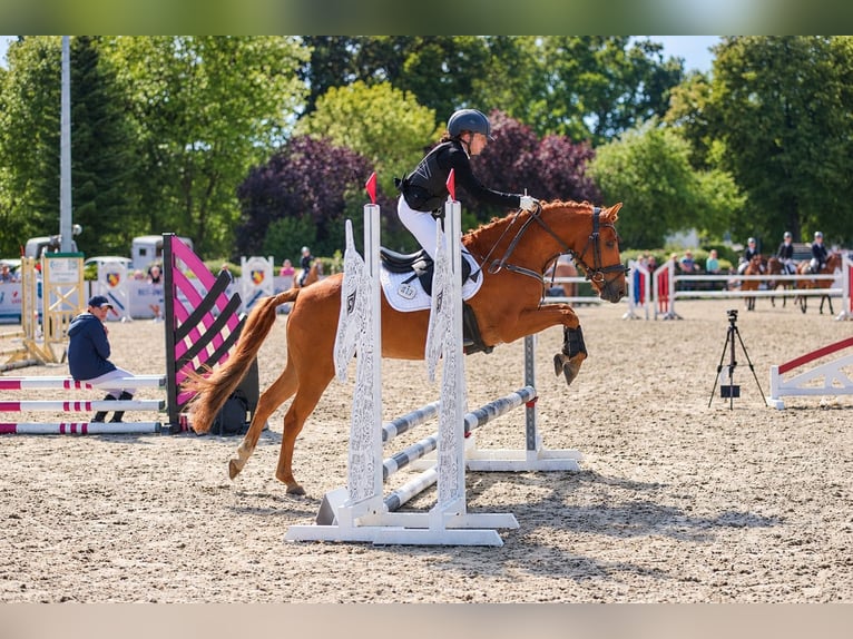 German Riding Pony Gelding 10 years Chestnut-Red in Hamburg Winterhude