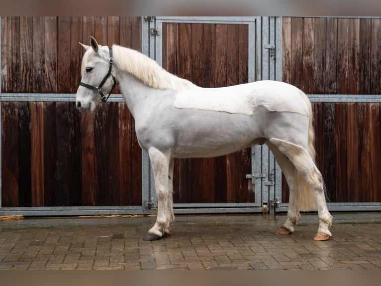 German Riding Pony Gelding 11 years 13.1 hh  in GROTE-BROGEL