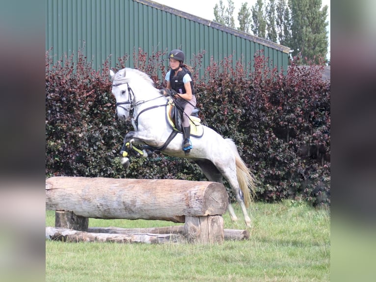 German Riding Pony Gelding 11 years 13,1 hh  in GROTE-BROGEL