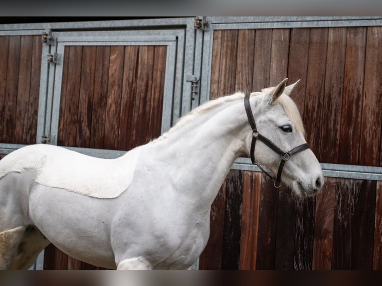 German Riding Pony Gelding 11 years 13,1 hh  in GROTE-BROGEL