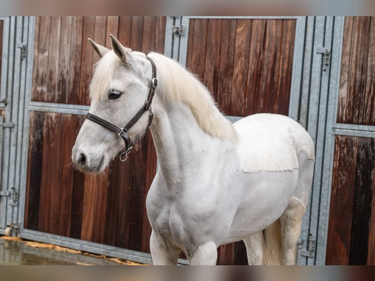 German Riding Pony Gelding 11 years 13,1 hh  in GROTE-BROGEL