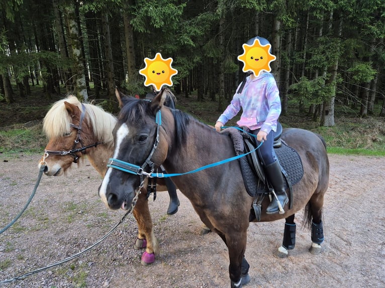 German Riding Pony Gelding 11 years 14.1 hh Black in Hentern