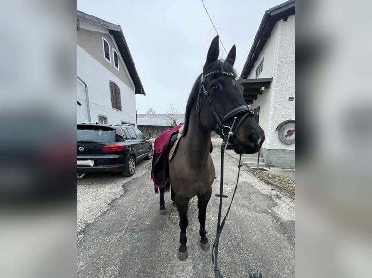 German Riding Pony Gelding 11 years 14,1 hh Black in Ranshofen