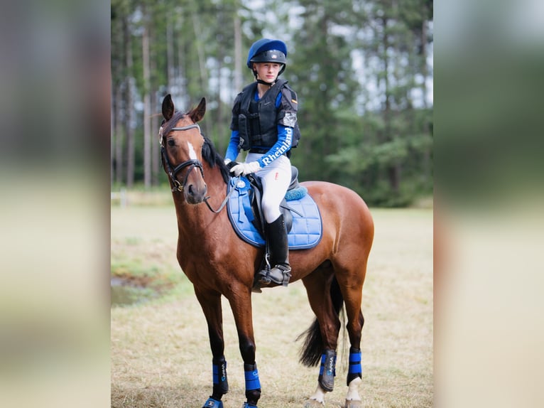 German Riding Pony Gelding 11 years 14,1 hh Brown in Erbes - Büdesheim