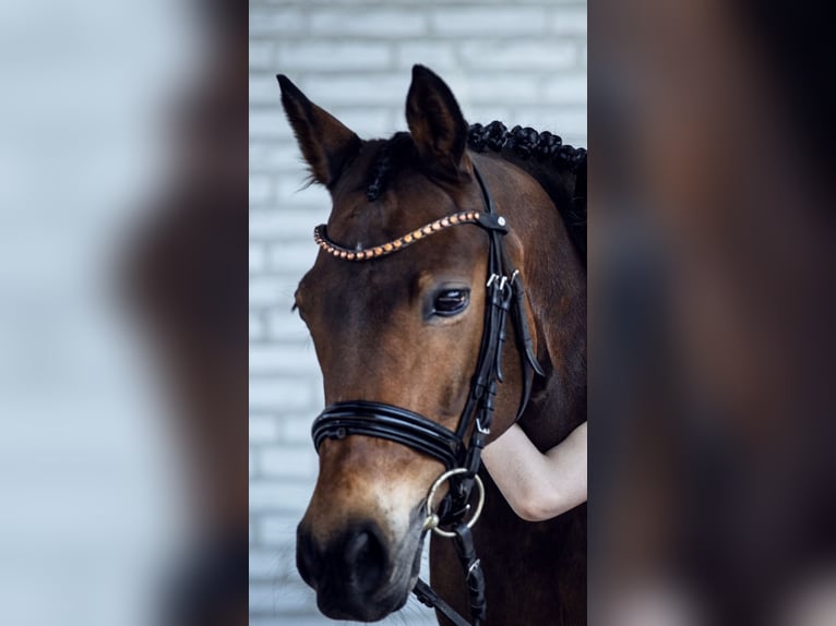 German Riding Pony Gelding 11 years 14,1 hh Brown in Norderstedt