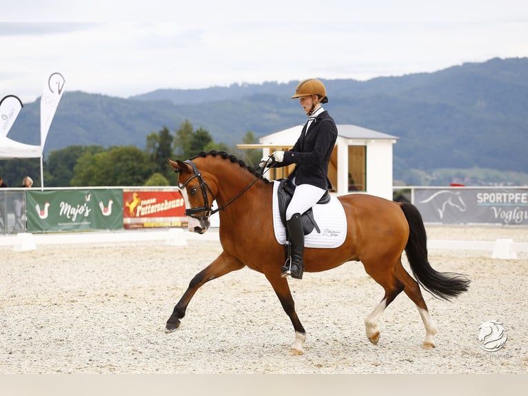 German Riding Pony Gelding 11 years 14,1 hh Brown in Petting