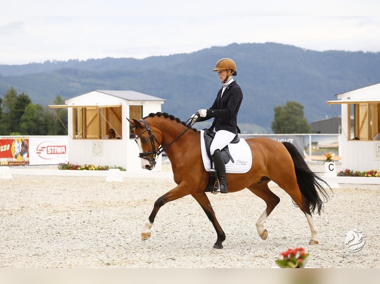 German Riding Pony Gelding 11 years 14,1 hh Brown in Petting