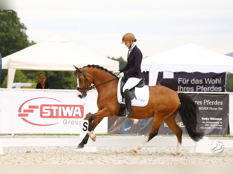 German Riding Pony Gelding 11 years 14,1 hh Brown in Petting