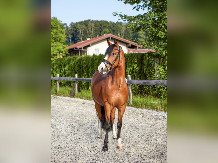 German Riding Pony Gelding 11 years 14,1 hh Brown in Petting