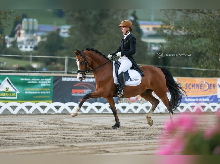 German Riding Pony Gelding 11 years 14,1 hh Brown in Petting