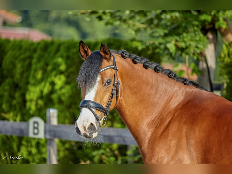 German Riding Pony Gelding 11 years 14,1 hh Brown in Petting