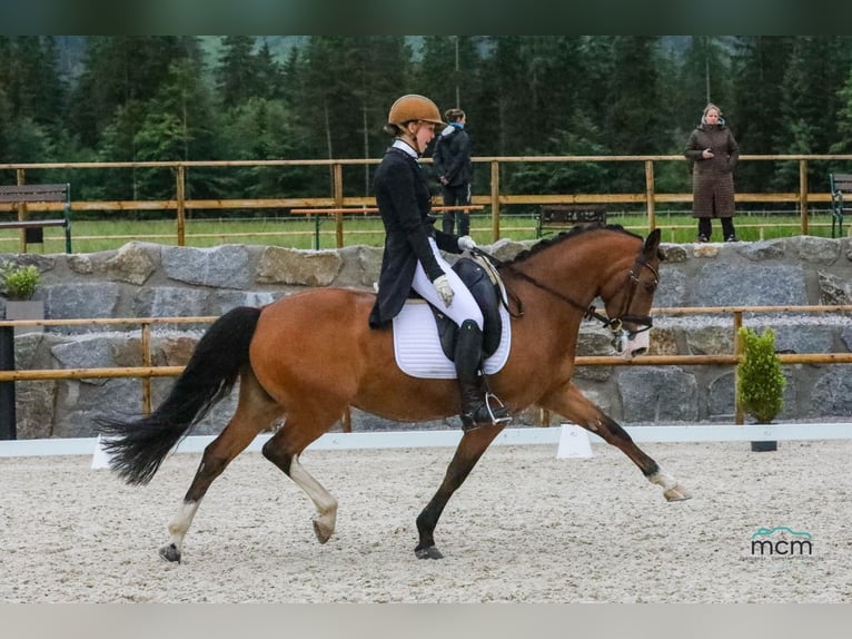 German Riding Pony Gelding 11 years 14,1 hh Brown in Petting