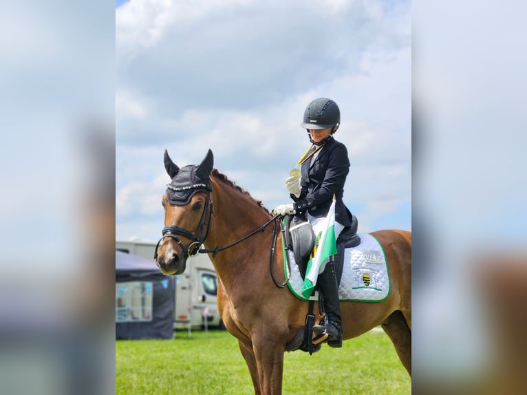 German Riding Pony Gelding 11 years 14.1 hh Chestnut-Red in Görlitz