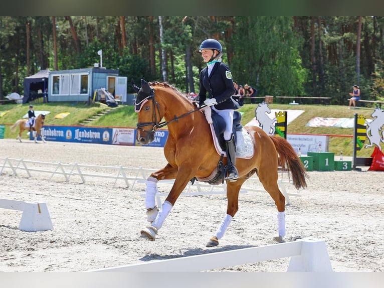 German Riding Pony Gelding 11 years 14.1 hh Chestnut-Red in Görlitz