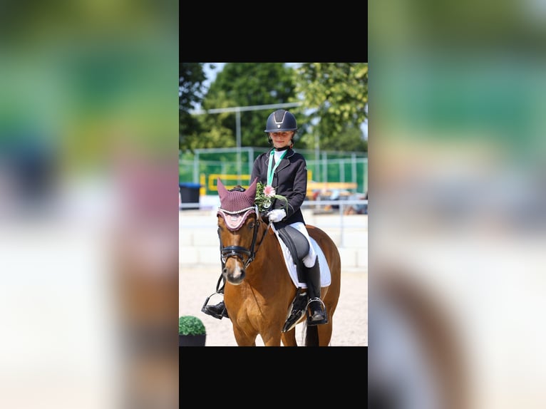 German Riding Pony Gelding 11 years 14.1 hh Chestnut-Red in GörlitzGörlitz