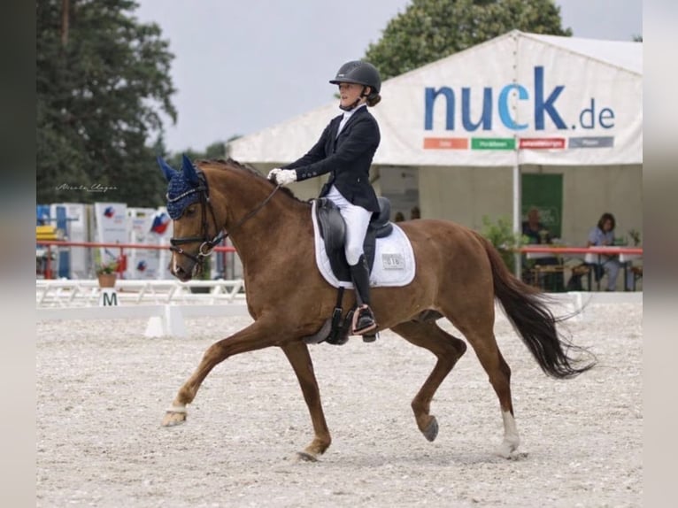 German Riding Pony Gelding 11 years 14.1 hh Chestnut-Red in GörlitzGörlitz