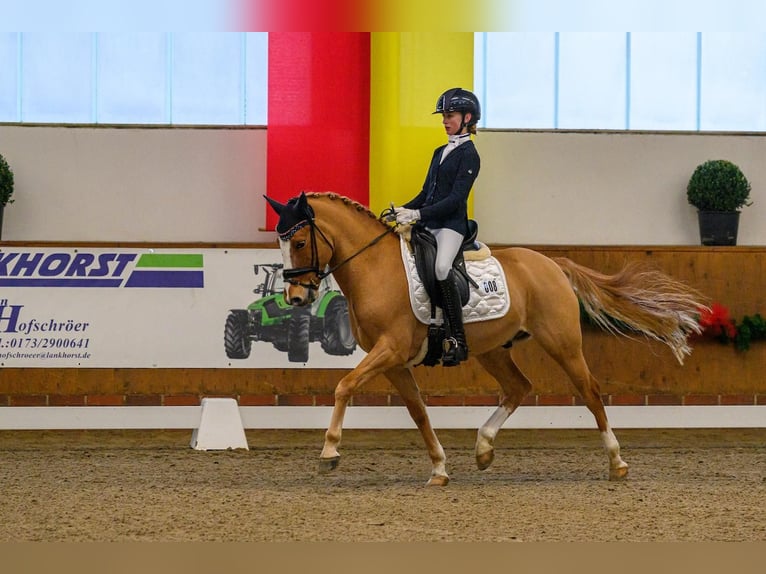 German Riding Pony Gelding 11 years 14,1 hh Chestnut-Red in Recke, bei Osnabrück