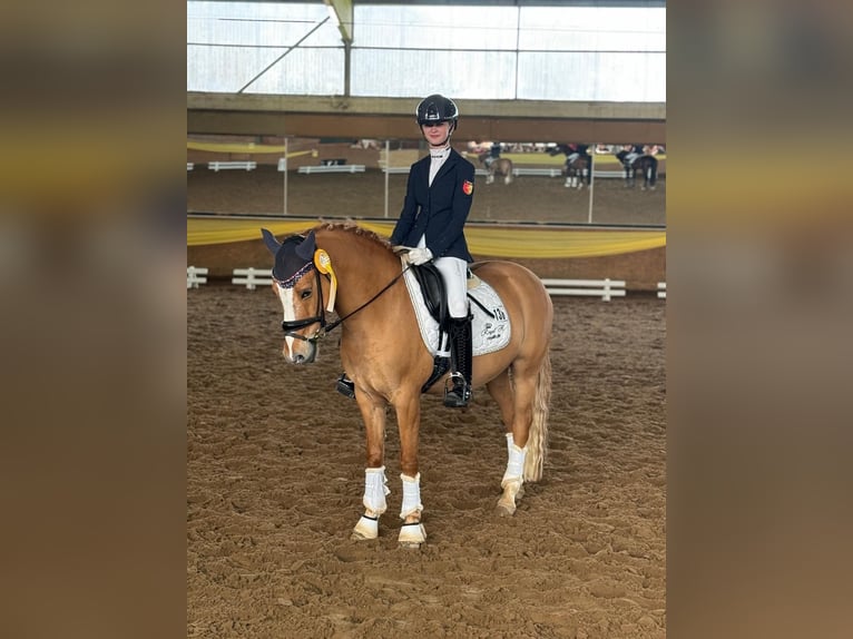 German Riding Pony Gelding 11 years 14,1 hh Chestnut-Red in Recke, bei Osnabrück